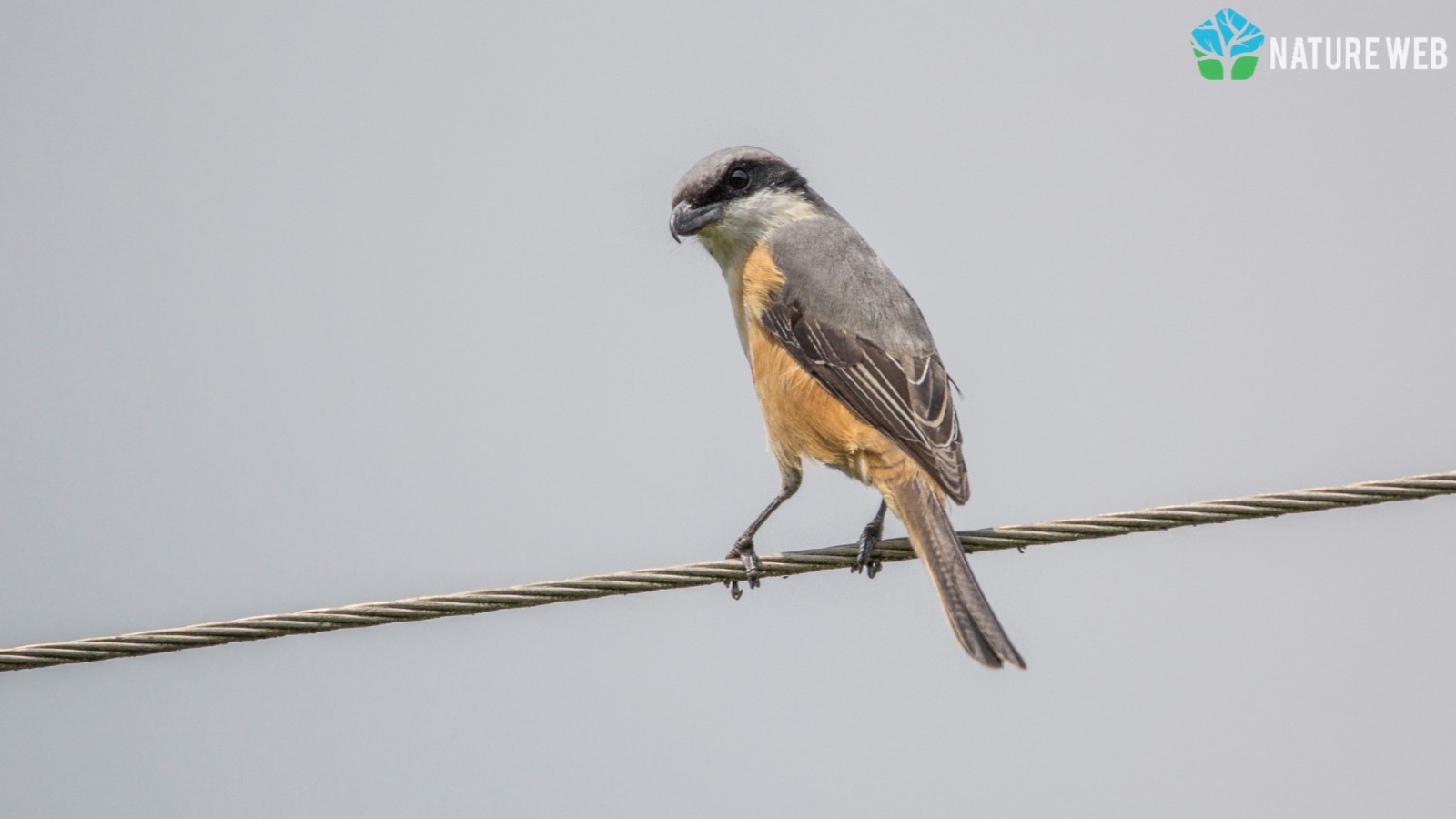 Grey-backed Shrike